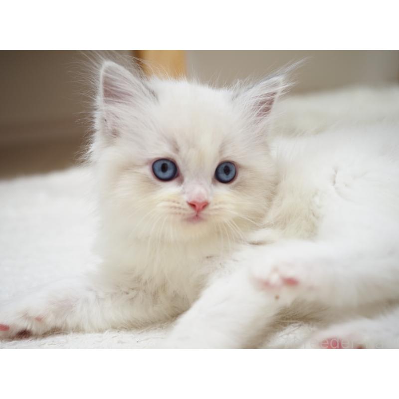 商談中の埼玉県のラグドール-129208の9枚目