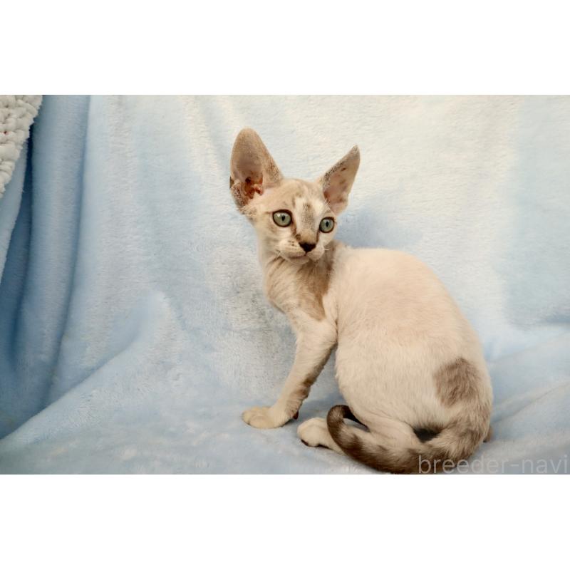 販売中の東京都のデボンレックス-127518の2枚目