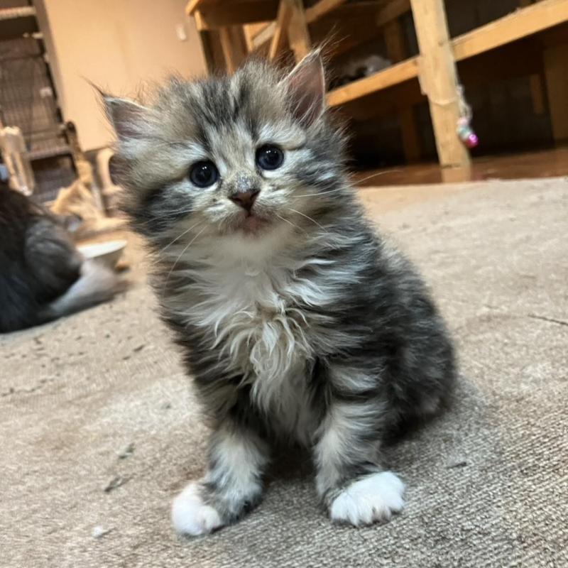 販売中の神奈川県のサイベリアン-130221の10枚目