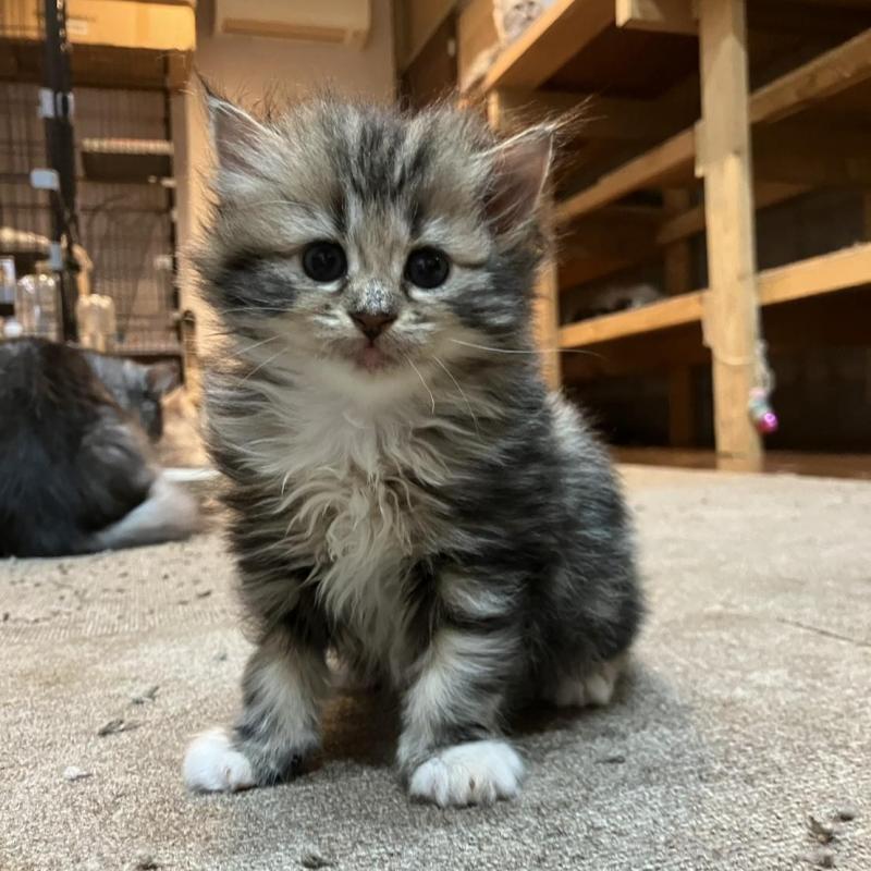 販売中の神奈川県のサイベリアン-130221の9枚目