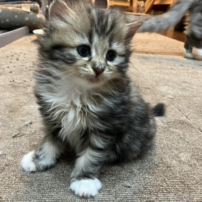 販売中の神奈川県のサイベリアン-130221の8枚目