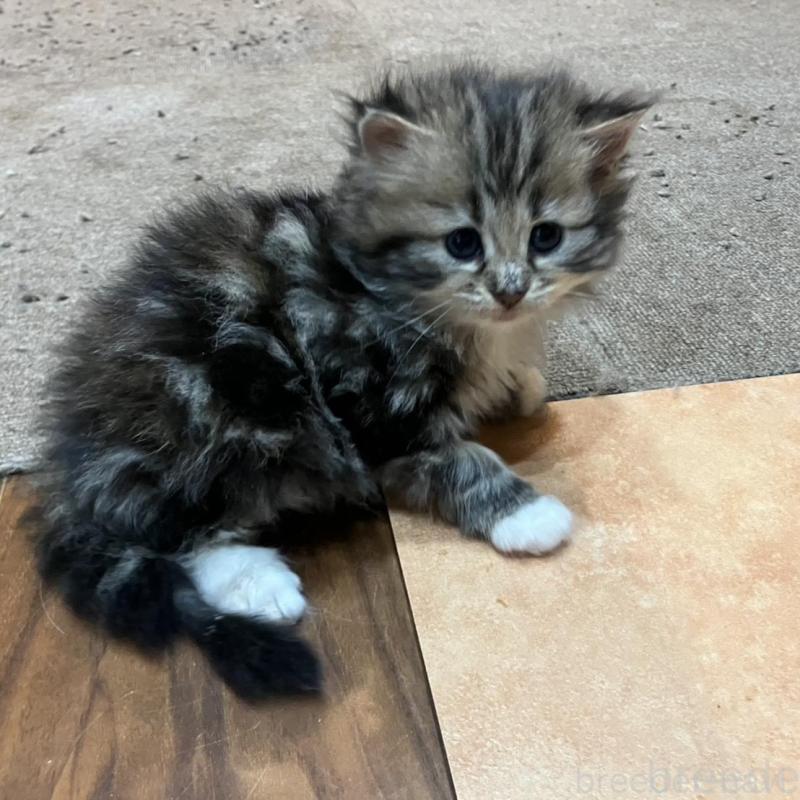 販売中の神奈川県のサイベリアン-130221の7枚目