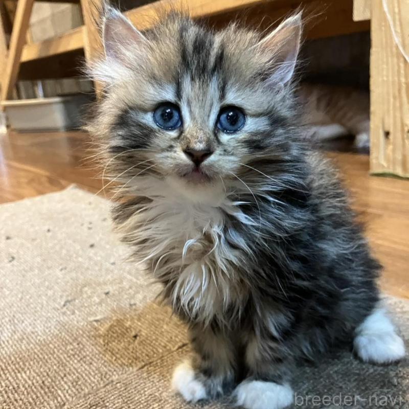 販売中の神奈川県のサイベリアン-130221