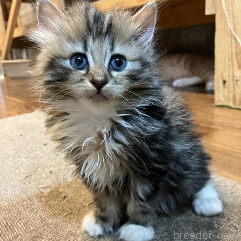 販売中の神奈川県のサイベリアン-130221の6枚目