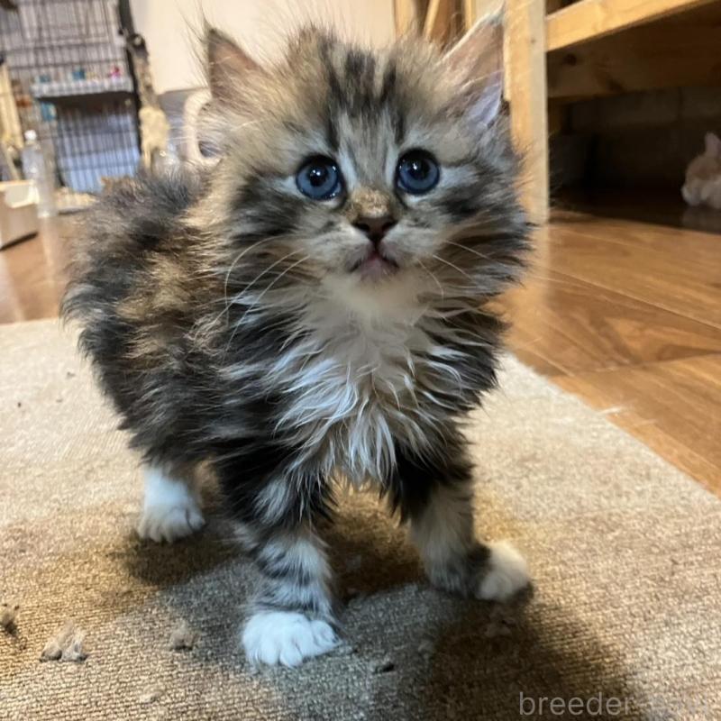 販売中の神奈川県のサイベリアン-130221の5枚目