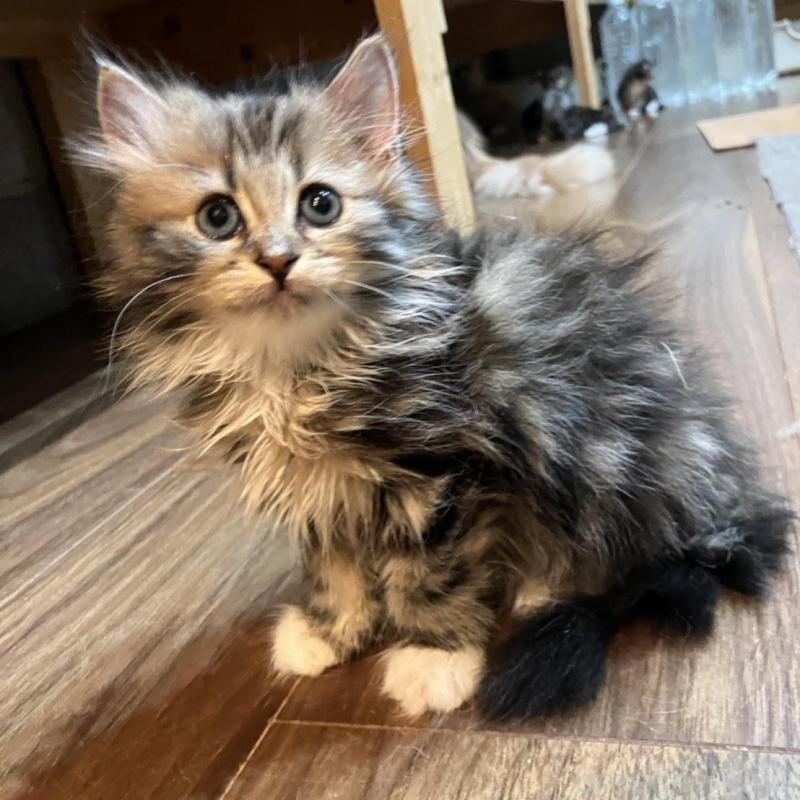 販売中の神奈川県のサイベリアン-130221の4枚目