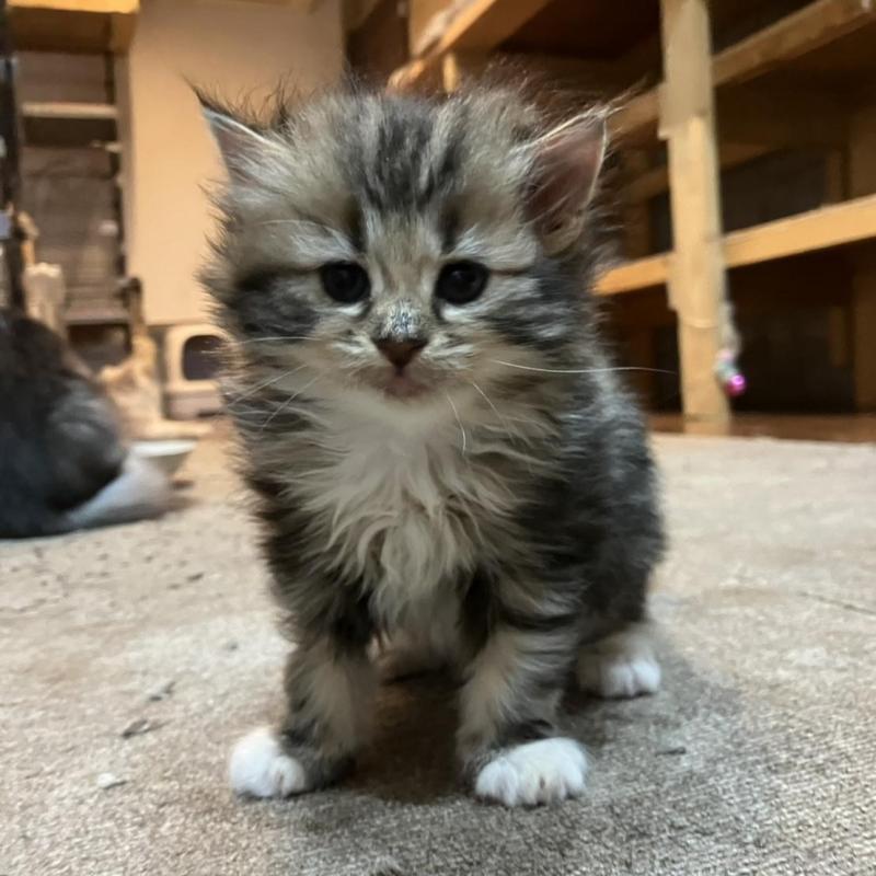 販売中の神奈川県のサイベリアン-130221の3枚目