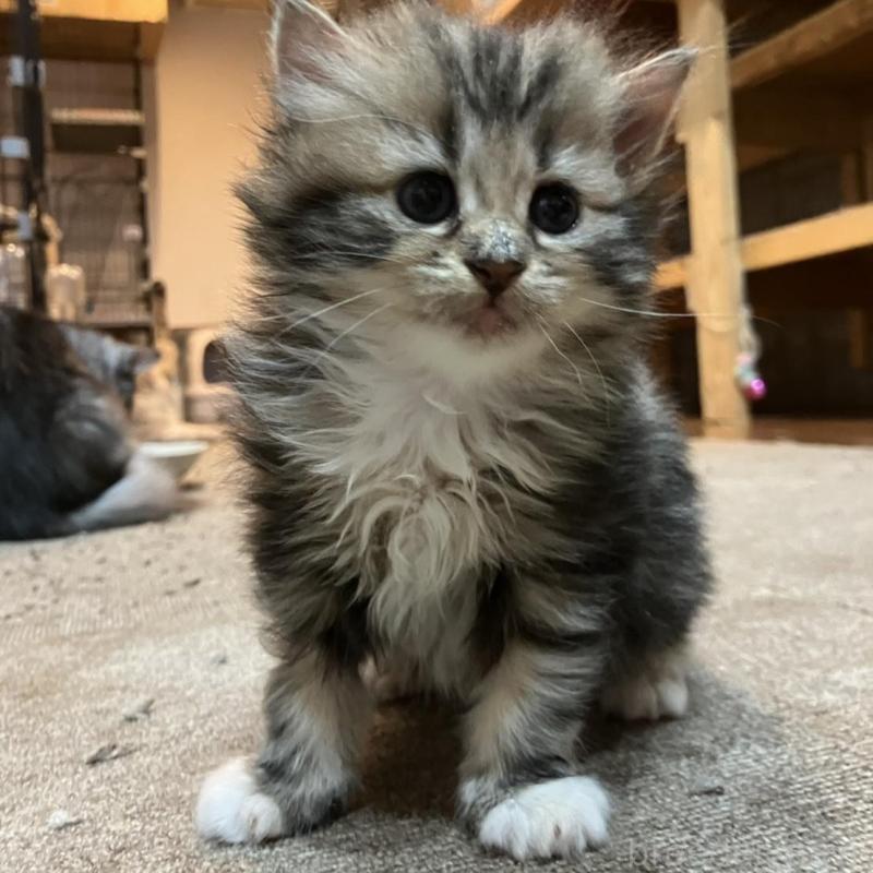 販売中の神奈川県のサイベリアン-130221の2枚目