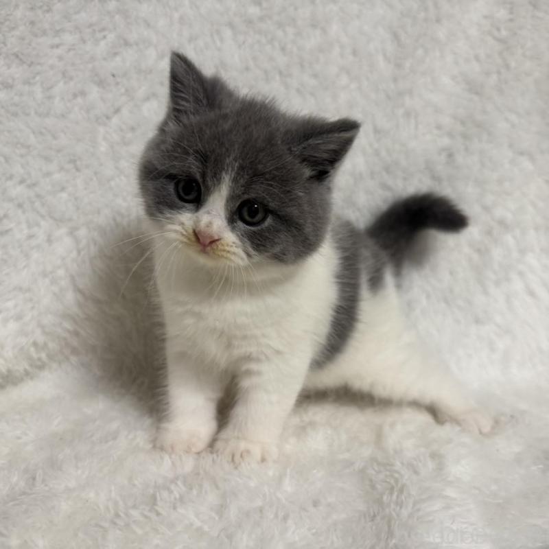 販売中の大阪府のブリティッシュショートヘア-130222の4枚目