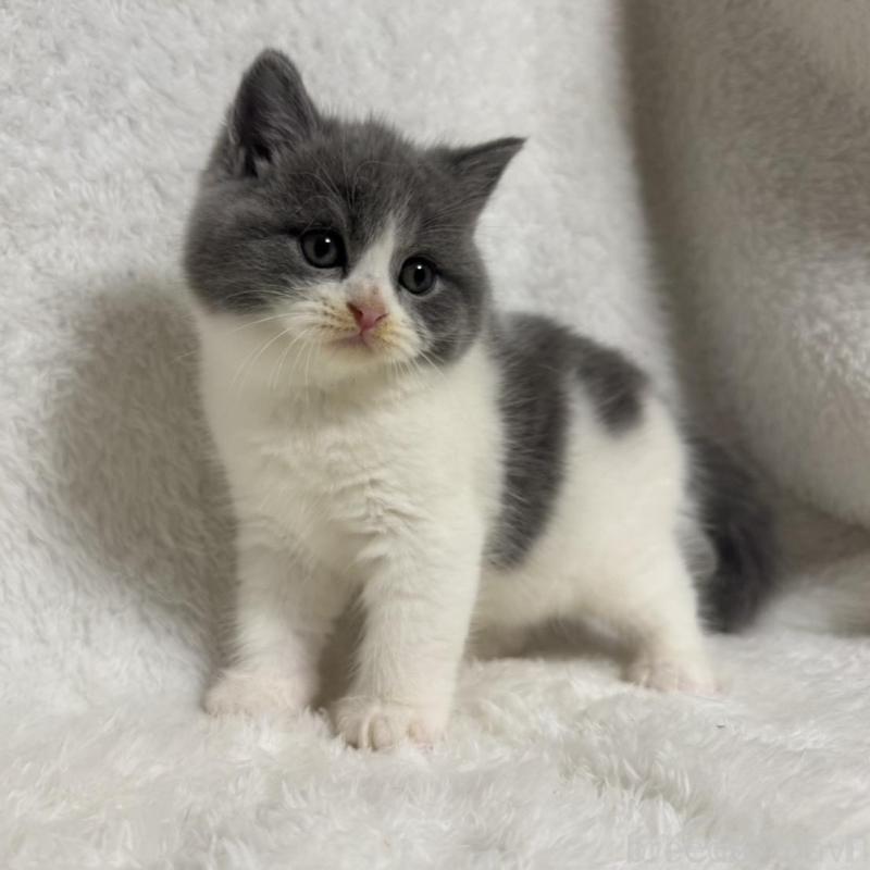 販売中の大阪府のブリティッシュショートヘア-130222の1枚目