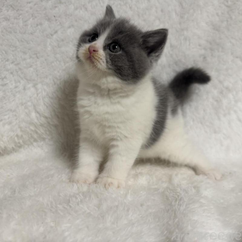 販売中の大阪府のブリティッシュショートヘア-130222の3枚目