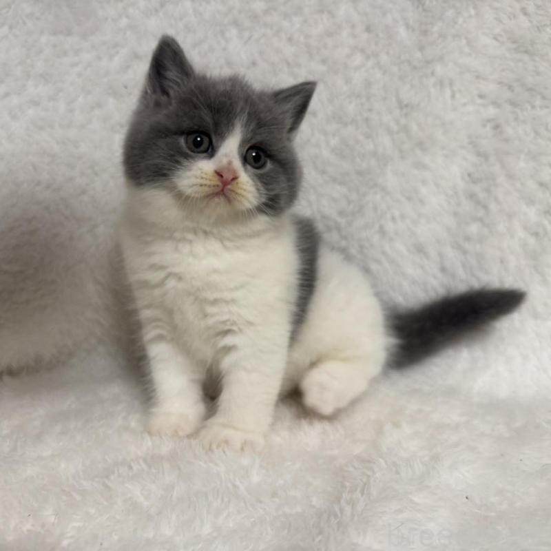 販売中の大阪府のブリティッシュショートヘア-130222の2枚目