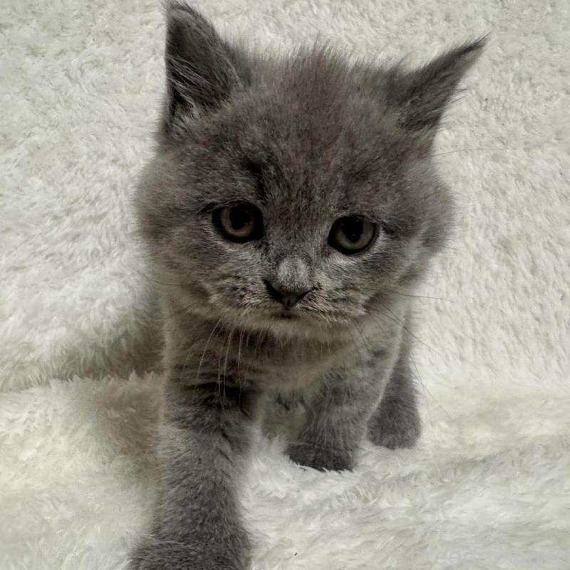 販売中の大阪府のブリティッシュショートヘア-130223の1枚目