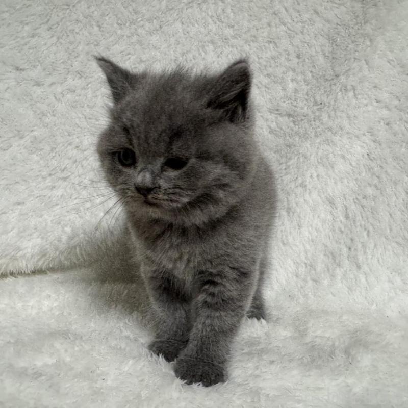 販売中の大阪府のブリティッシュショートヘア-130223の4枚目