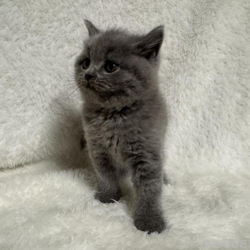 販売中の大阪府のブリティッシュショートヘア-130223の3枚目