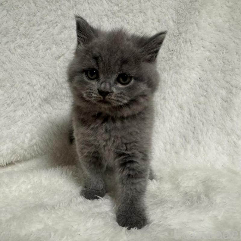 販売中の大阪府のブリティッシュショートヘア-130223の2枚目