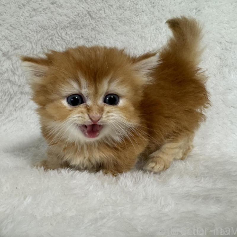 販売中の大阪府のマンチカン(短足)-130224