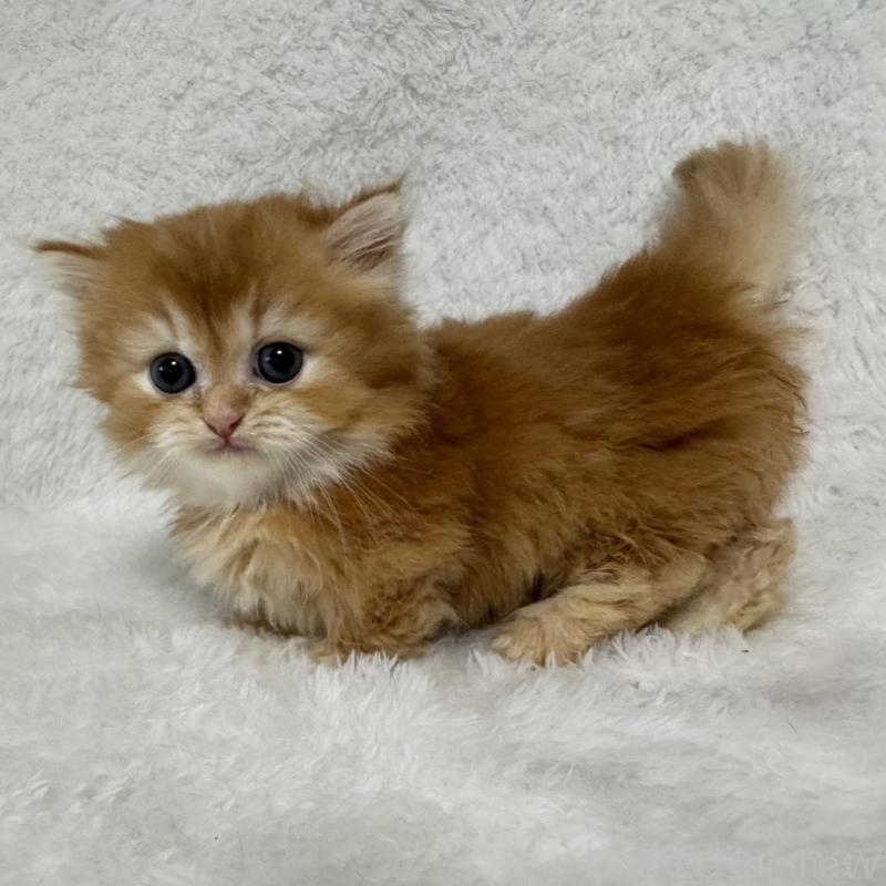 販売中の大阪府のマンチカン(短足)-130224の2枚目