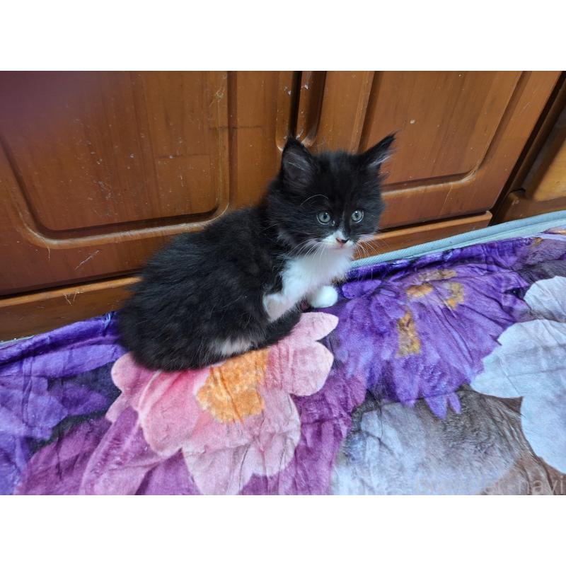 販売中の京都府のメインクーン-127942の3枚目