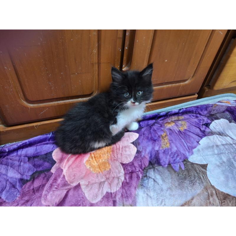 販売中の京都府のメインクーン-127942