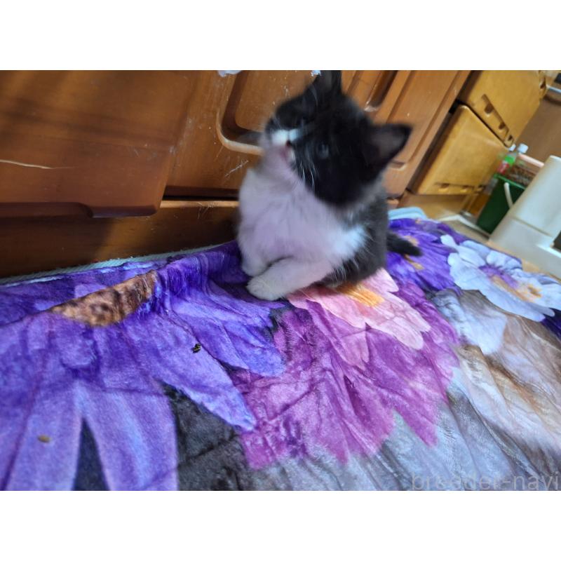 販売中の京都府のメインクーン-127942の2枚目