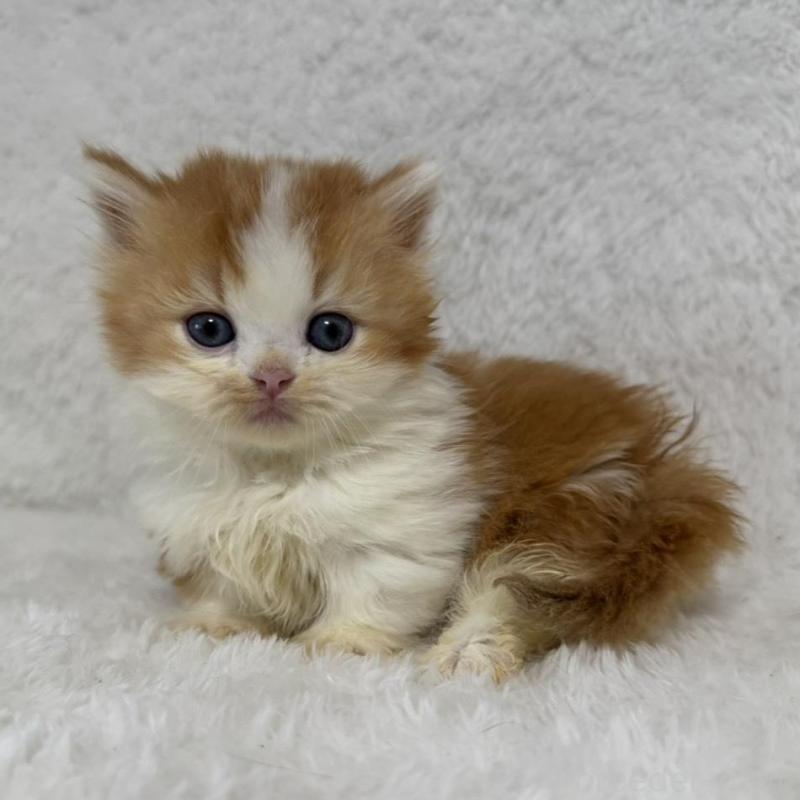 販売中の大阪府のマンチカン(短足)-130225