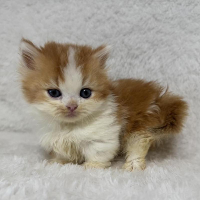 販売中の大阪府のマンチカン(短足)-130225の2枚目