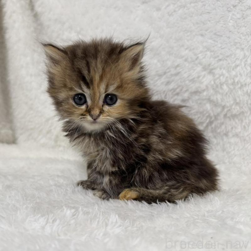 販売中の大阪府のマンチカン-130226