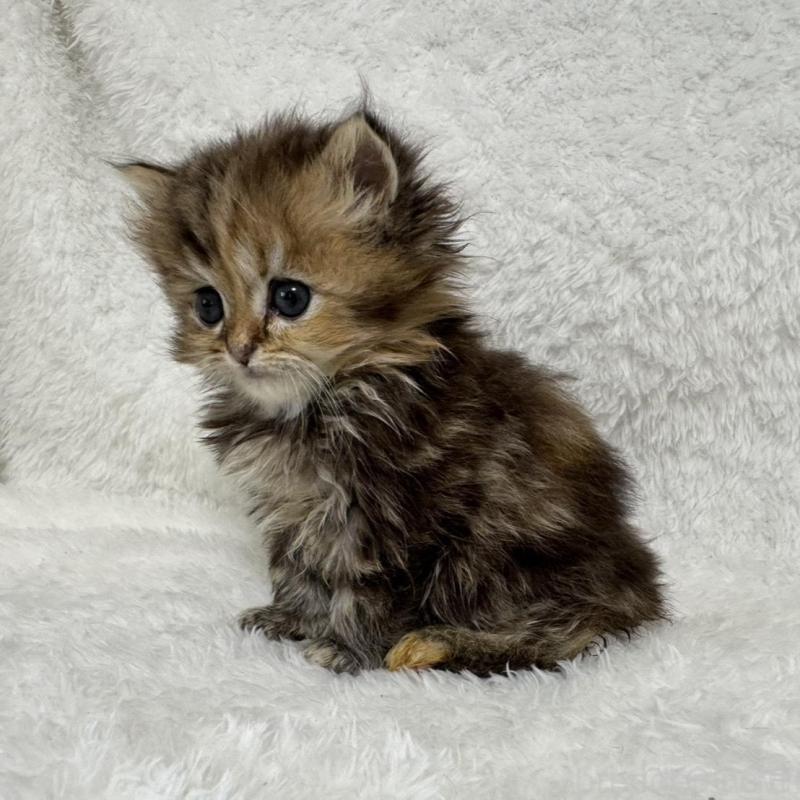 販売中の大阪府のマンチカン-130226の3枚目