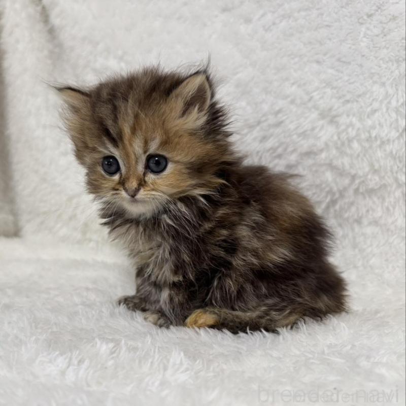 販売中の大阪府のマンチカン-130226の2枚目