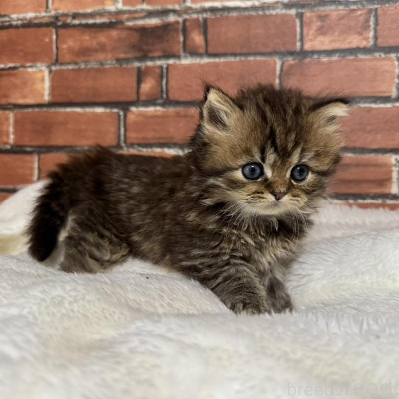 販売中の大阪府のマンチカン-130227の3枚目