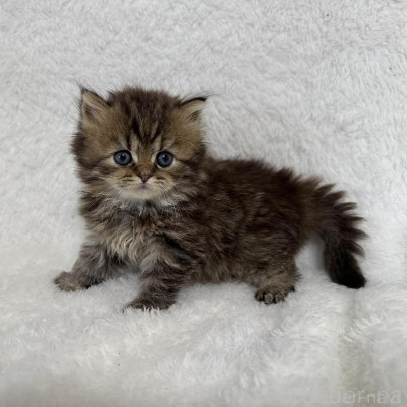 販売中の大阪府のマンチカン-130227