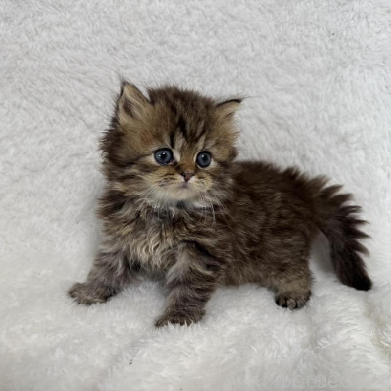 販売中の大阪府のマンチカン-130227の2枚目