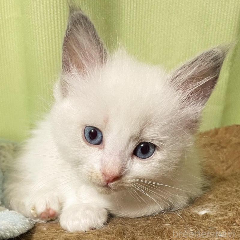 販売中の兵庫県のラグドール-130228