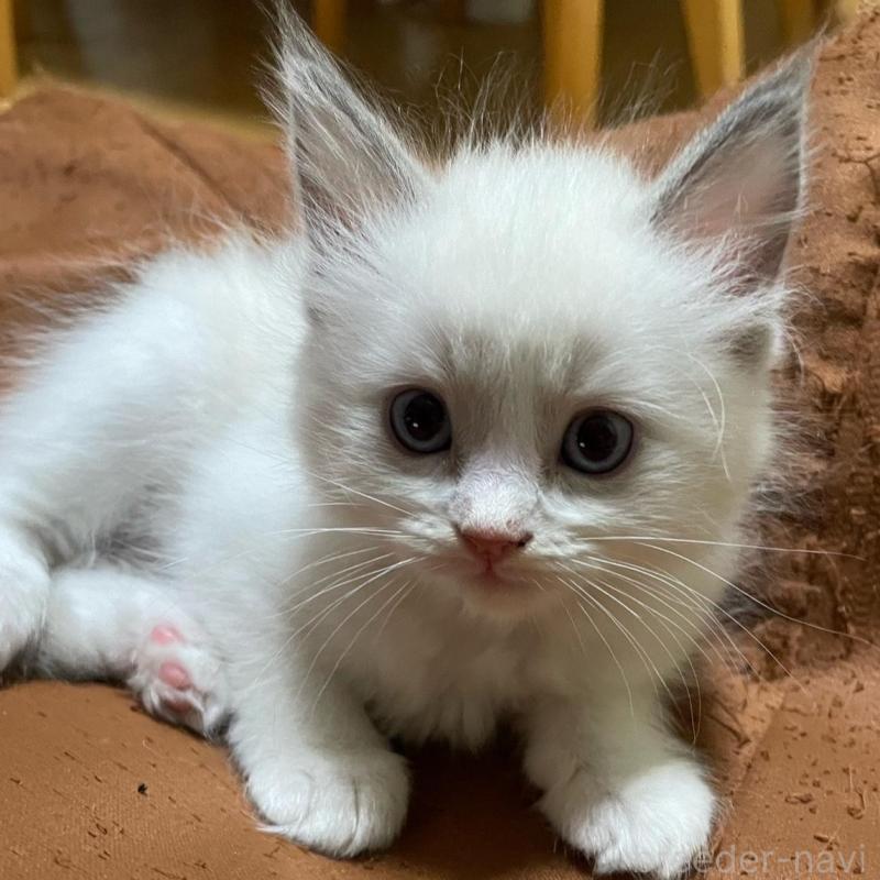 販売中の兵庫県のラグドール-130228の3枚目