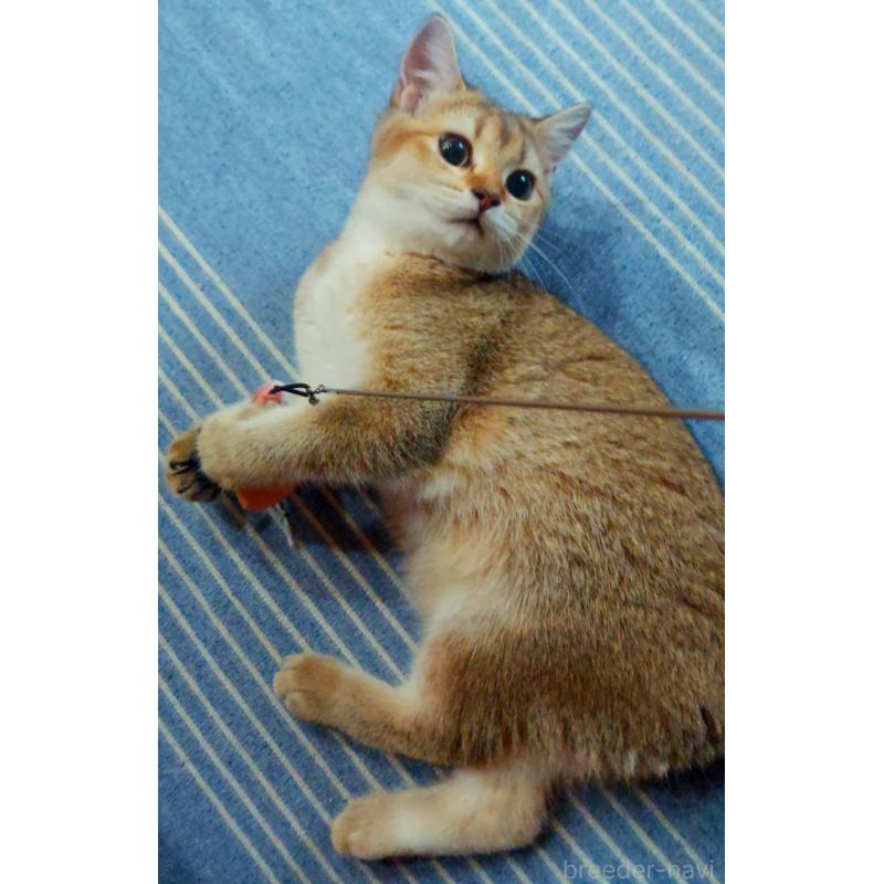 販売中の愛知県のブリティッシュショートヘア-130231の2枚目