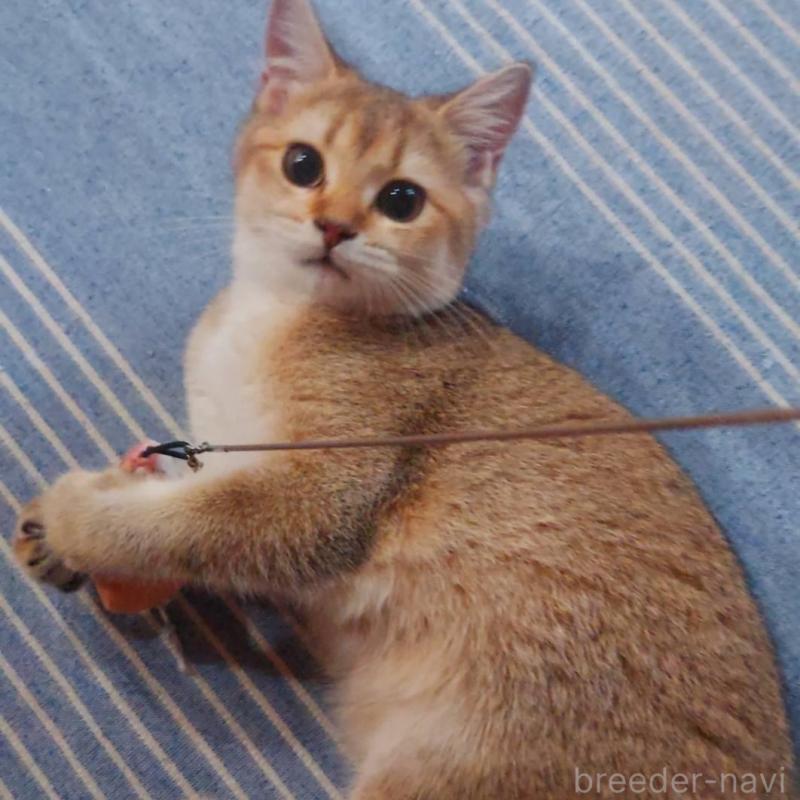 販売中ののブリティッシュショートヘア-130231