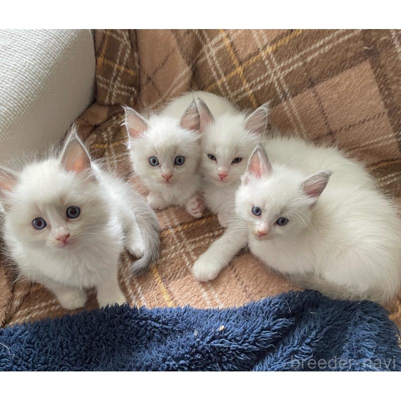 販売中の兵庫県のラグドール-130229の3枚目