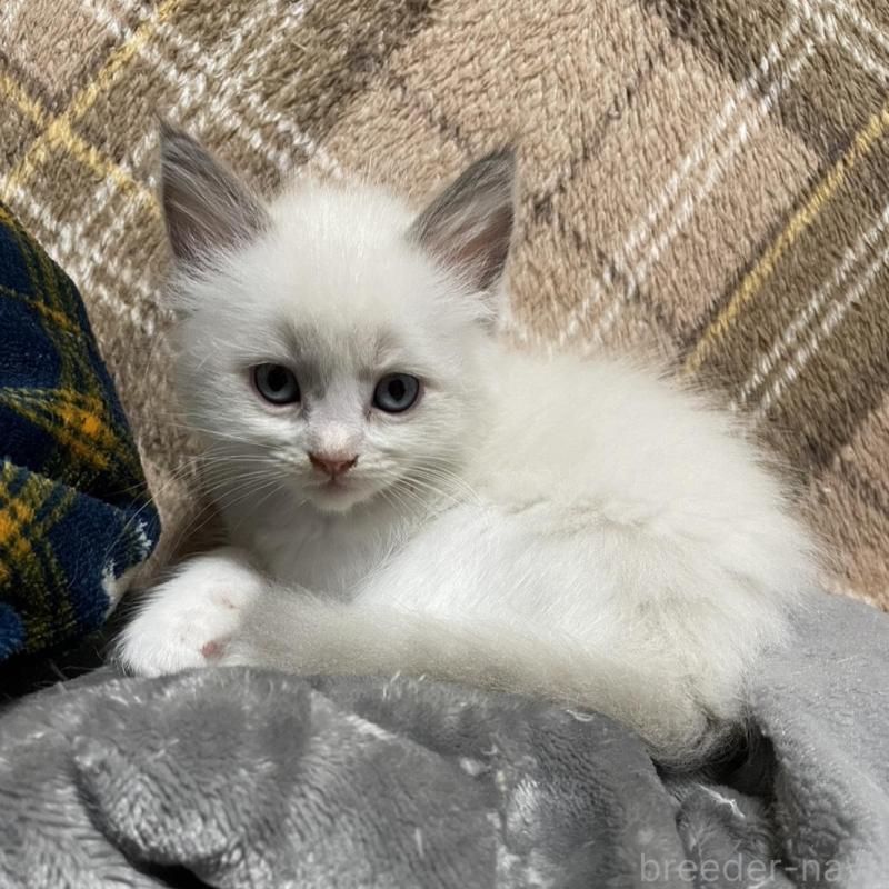 販売中の兵庫県のラグドール-130229の1枚目