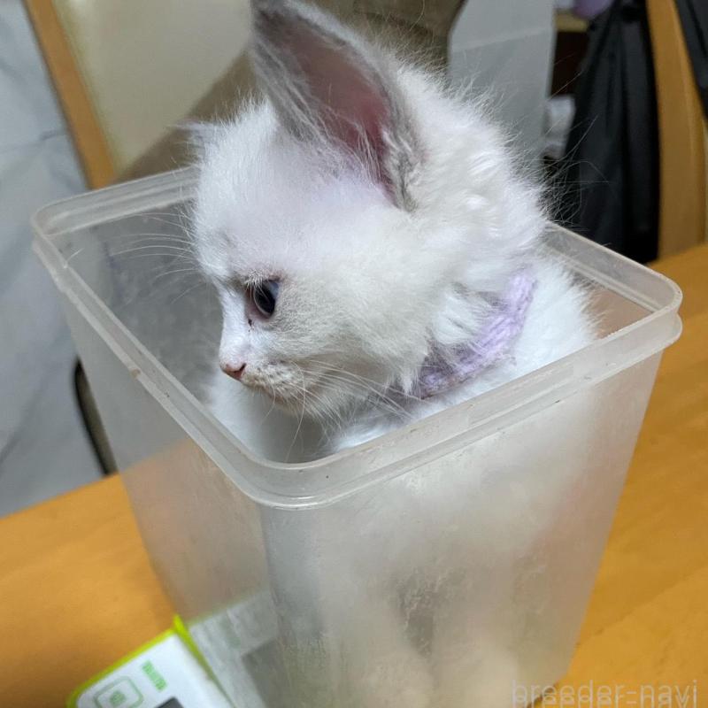 販売中の兵庫県のラグドール-130229の2枚目