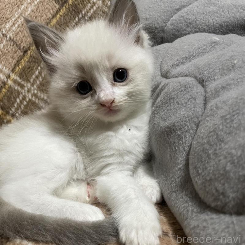 販売中の兵庫県のラグドール-130230