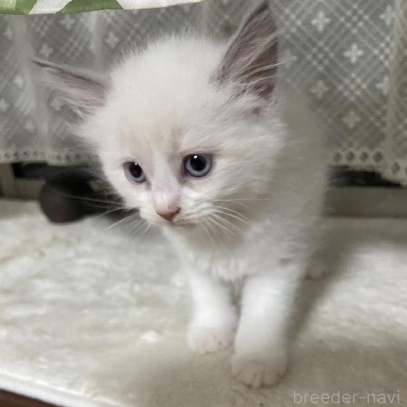 販売中の兵庫県のラグドール-130230の2枚目