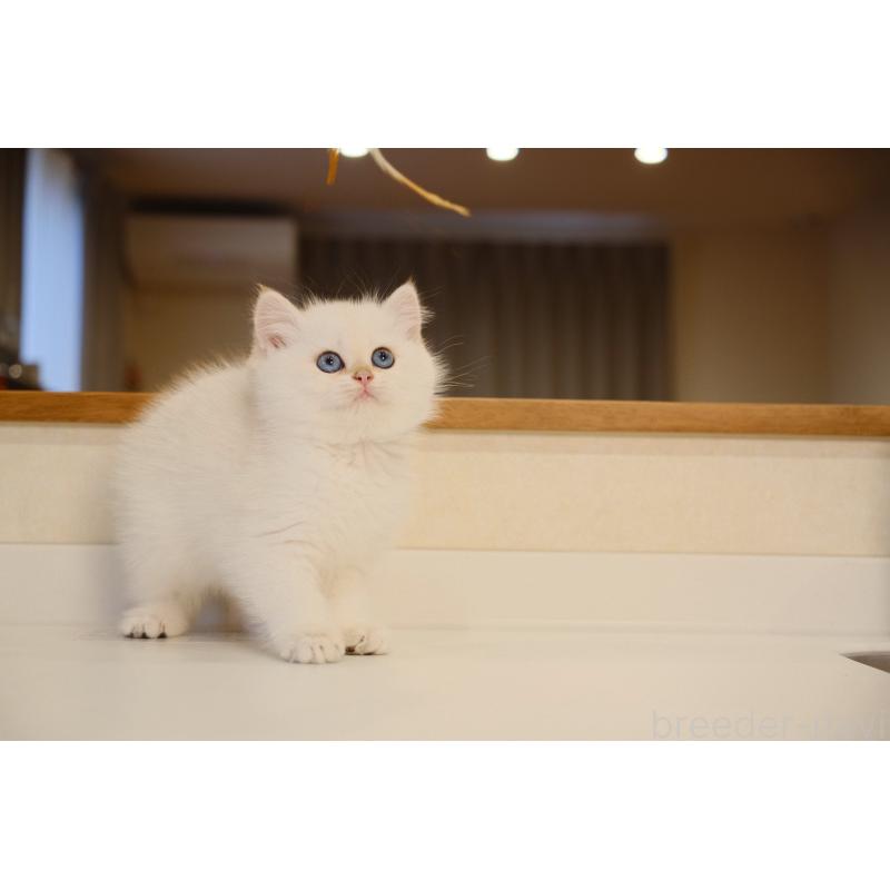 販売中の広島県のブリティッシュショートヘア-129787の5枚目