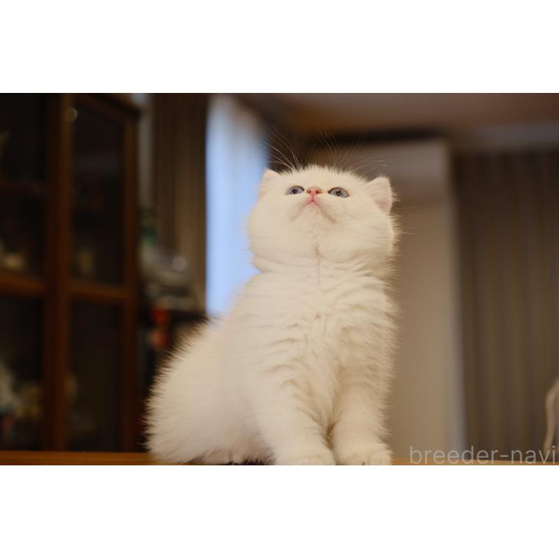 販売中の広島県のブリティッシュショートヘア-129787の3枚目