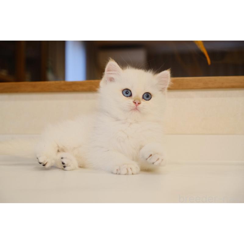 販売中の広島県のブリティッシュショートヘア-129787の2枚目