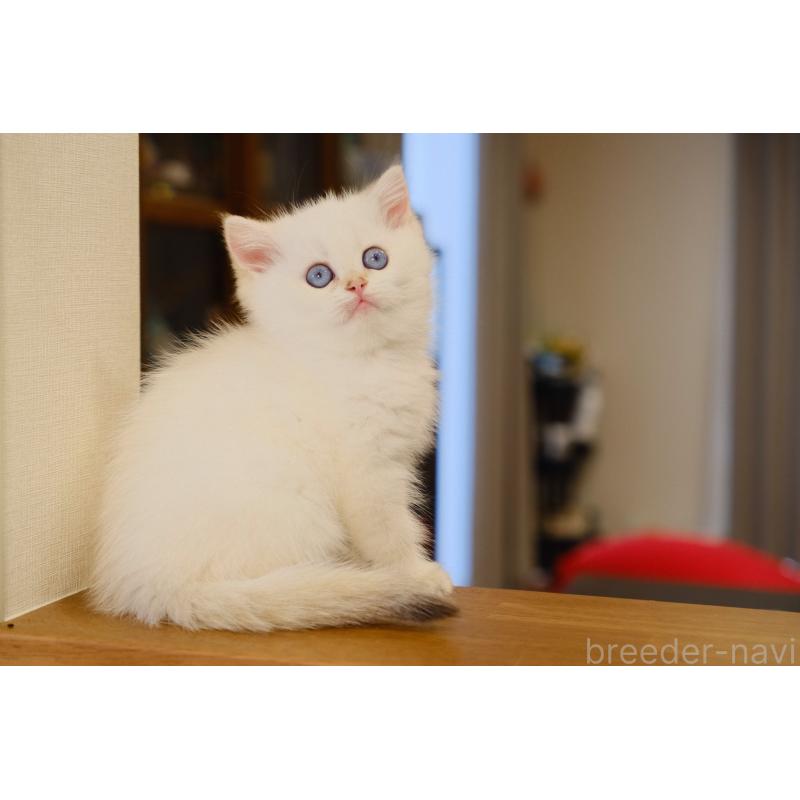 販売中の広島県のブリティッシュショートヘア-129775