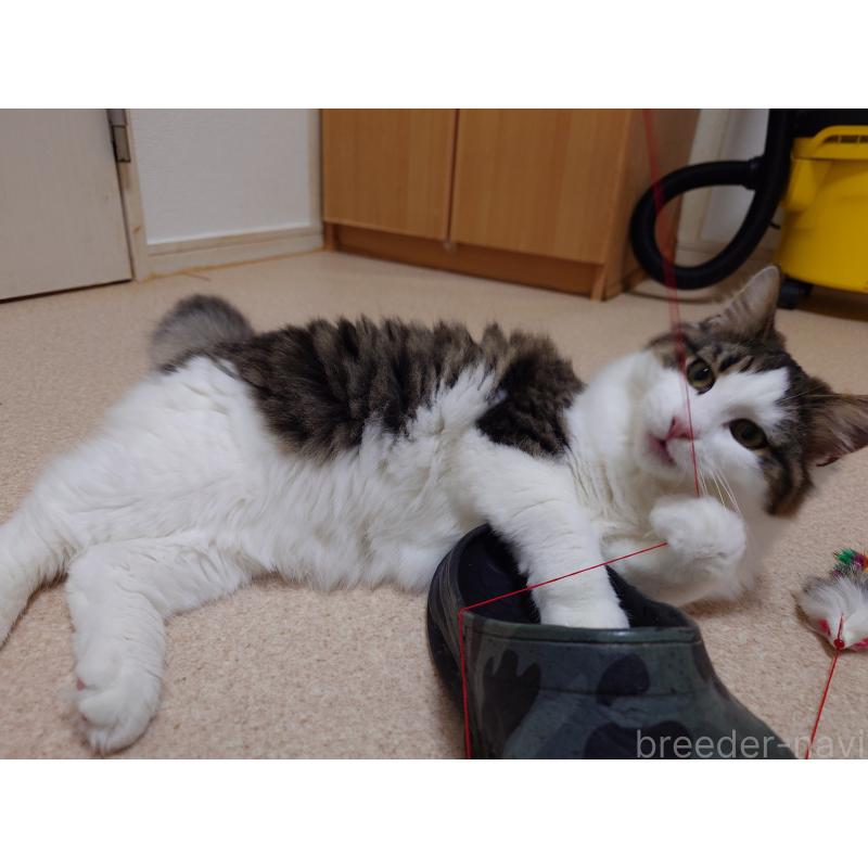販売中の埼玉県のノルウェージャンフォレストキャット-118662の12枚目
