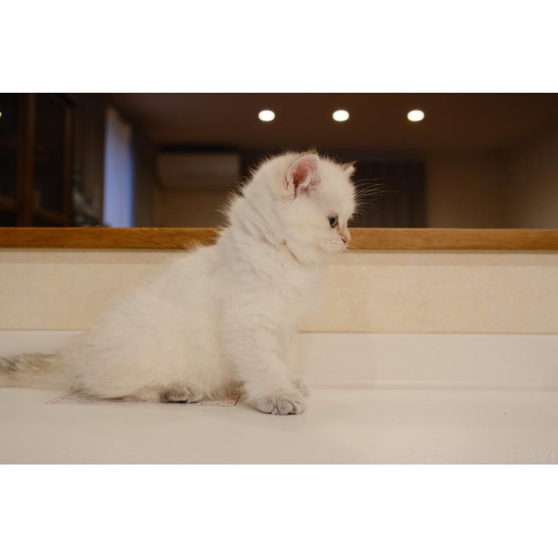 販売中の広島県のブリティッシュショートヘア-129783の16枚目