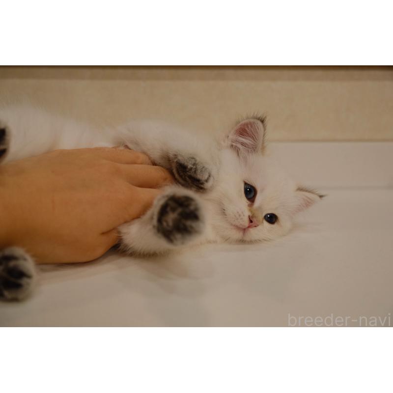 販売中の広島県のブリティッシュショートヘア-129783の15枚目