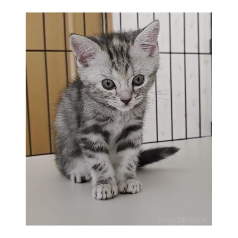 成約済の岐阜県のアメリカンショートヘア-128972の6枚目